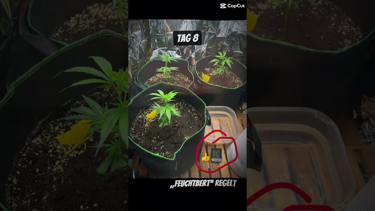 Ich growe Cannabis in meiner SAUNA.  Tag 1 &ndash; Tag 14
