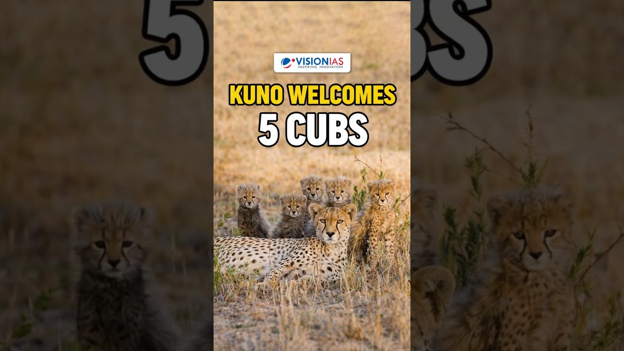 Big Boost for Project Cheetah as Aasha Gives Birth to 5 Cubs