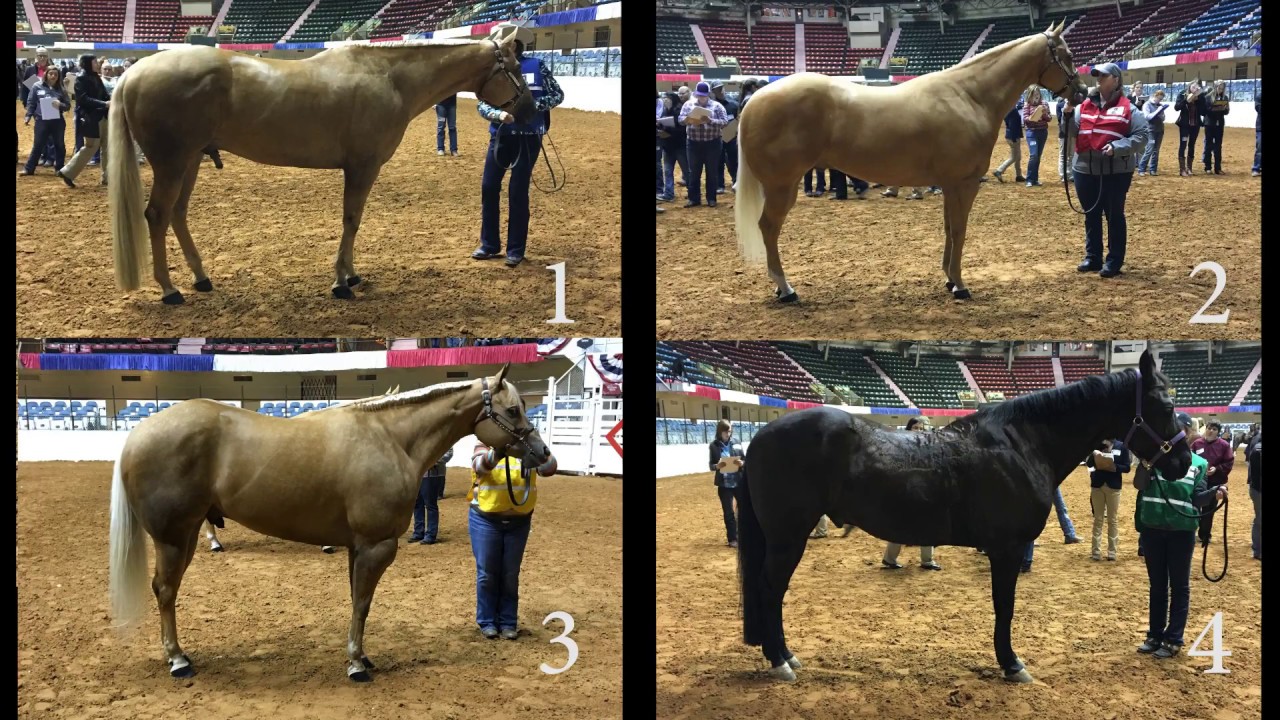 Halter Geldings