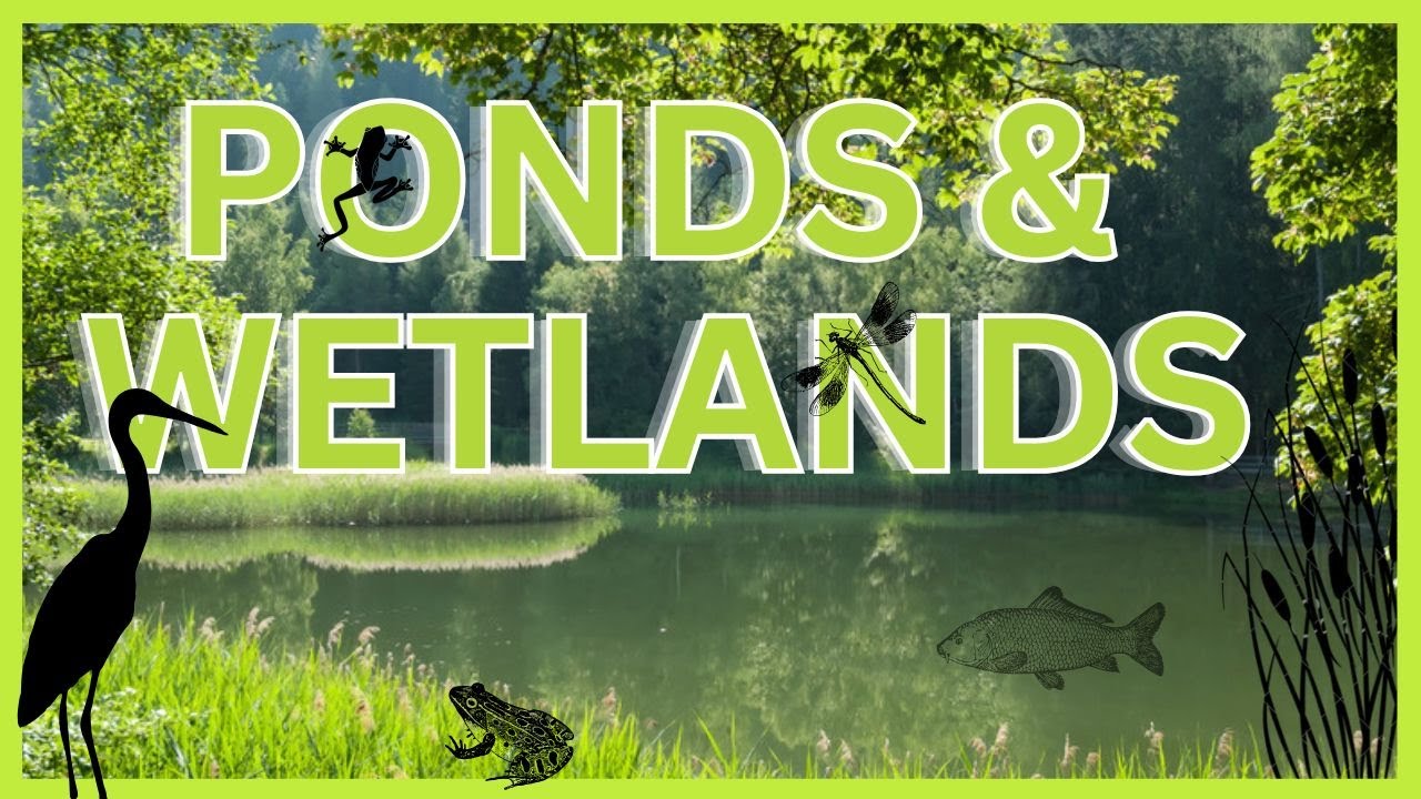 Nearly Wild Camping - Ponds & Wet Areas
