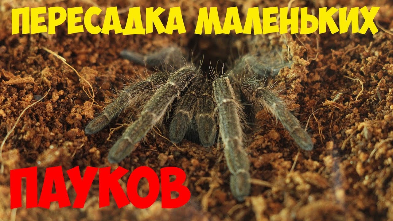 Пересадка молодых пауков после покупки