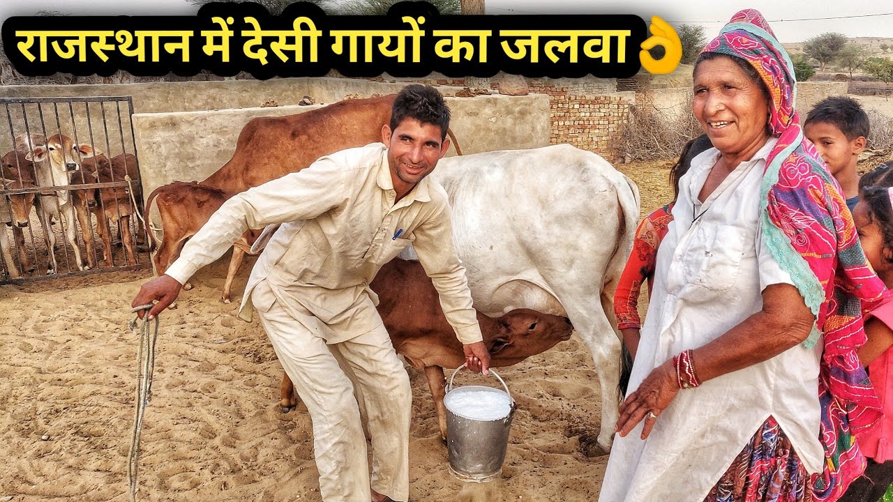 राठी साहीवाल के गड़ बीकानेर राजस्थान से|Rathi Sahiwal Desi cow dairy farm in Bikaner Rajastha
