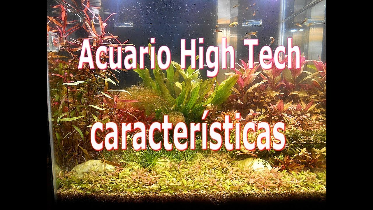 Acuario high tech, caracteristicas.