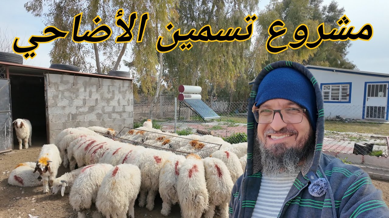 مشروع تسمين الأضاحي ، بناء بيت وشراء سرج للفرس ، كيف نتجنب تعفن الاعلاف  (231)