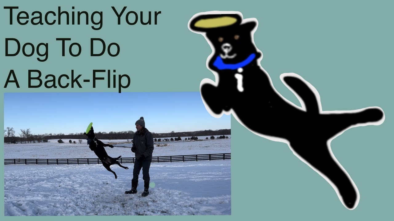 Teaching Your Dog To Do A Back-flip
