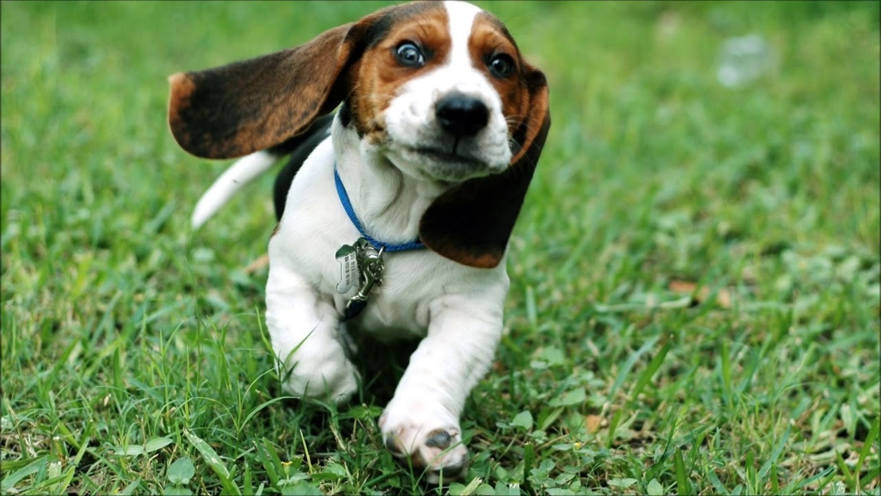 El Baile del Perrito
