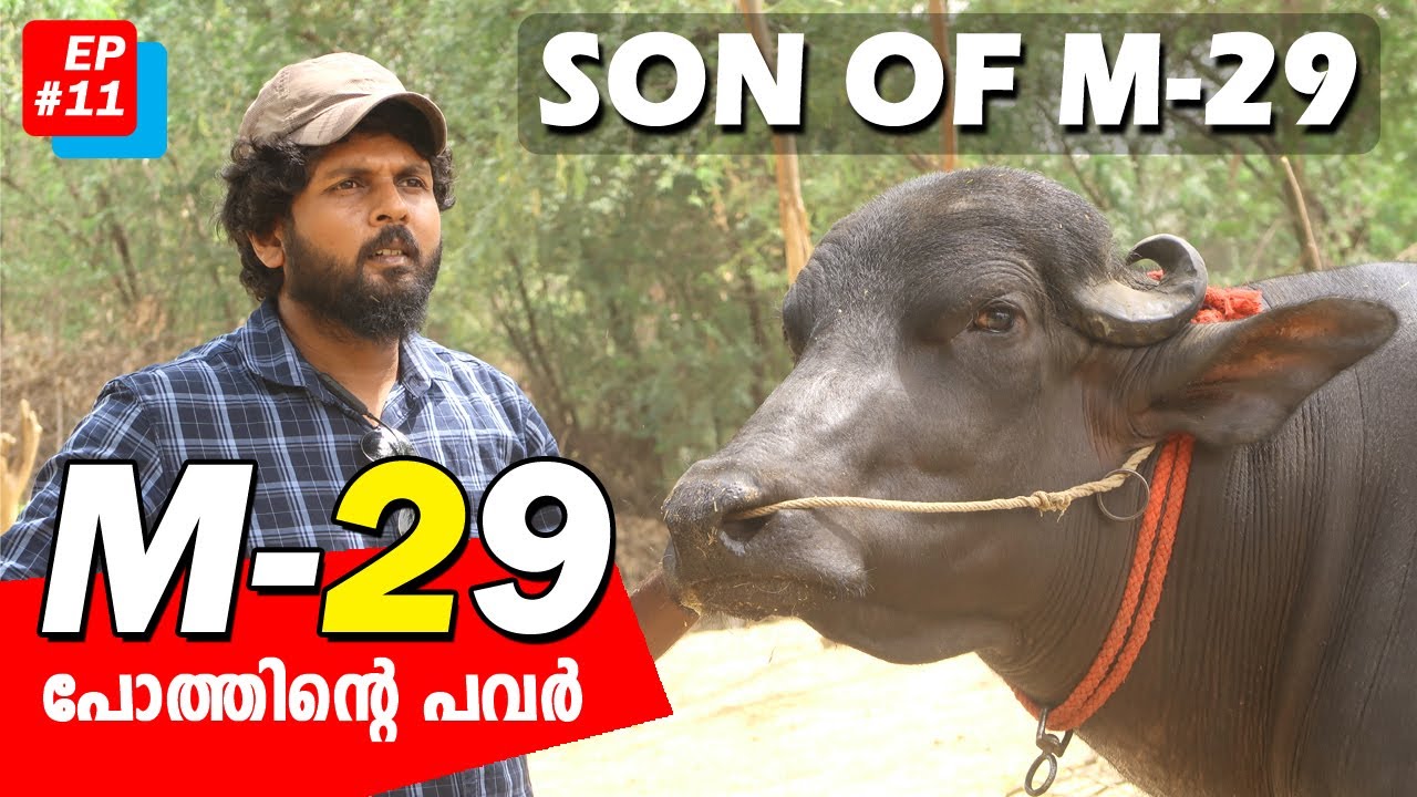 EP-11 💥POWER of M-29 | SON OF M-29 🔥🔥🐃 | RAJA BUFFFALO | best Breeding Bull #haryana_round_up