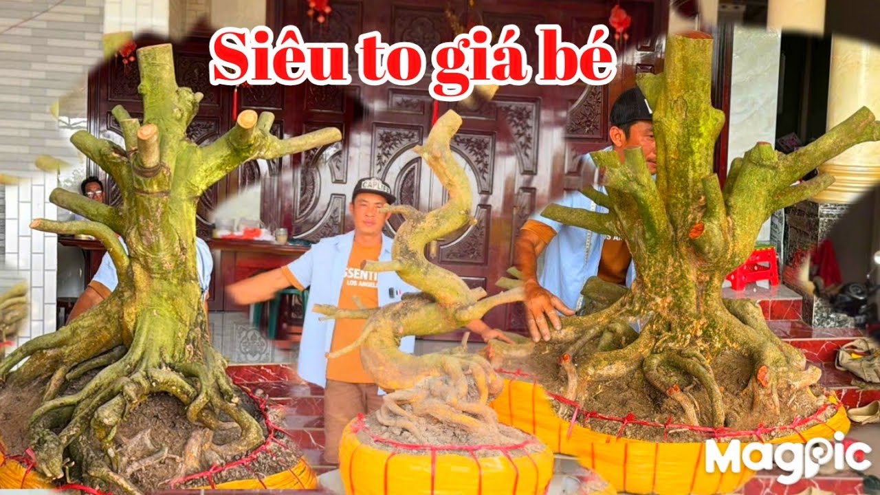 A Thành 👉 Zalo 0937763305 Gl Mai vàng giá rẻ bao đẹp tại Lắp vò ĐT.