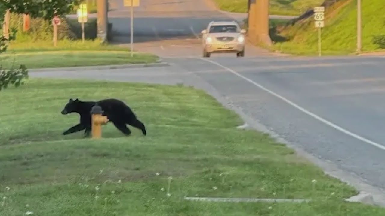 Black Bear spotted near Kansas City area Taco Bell