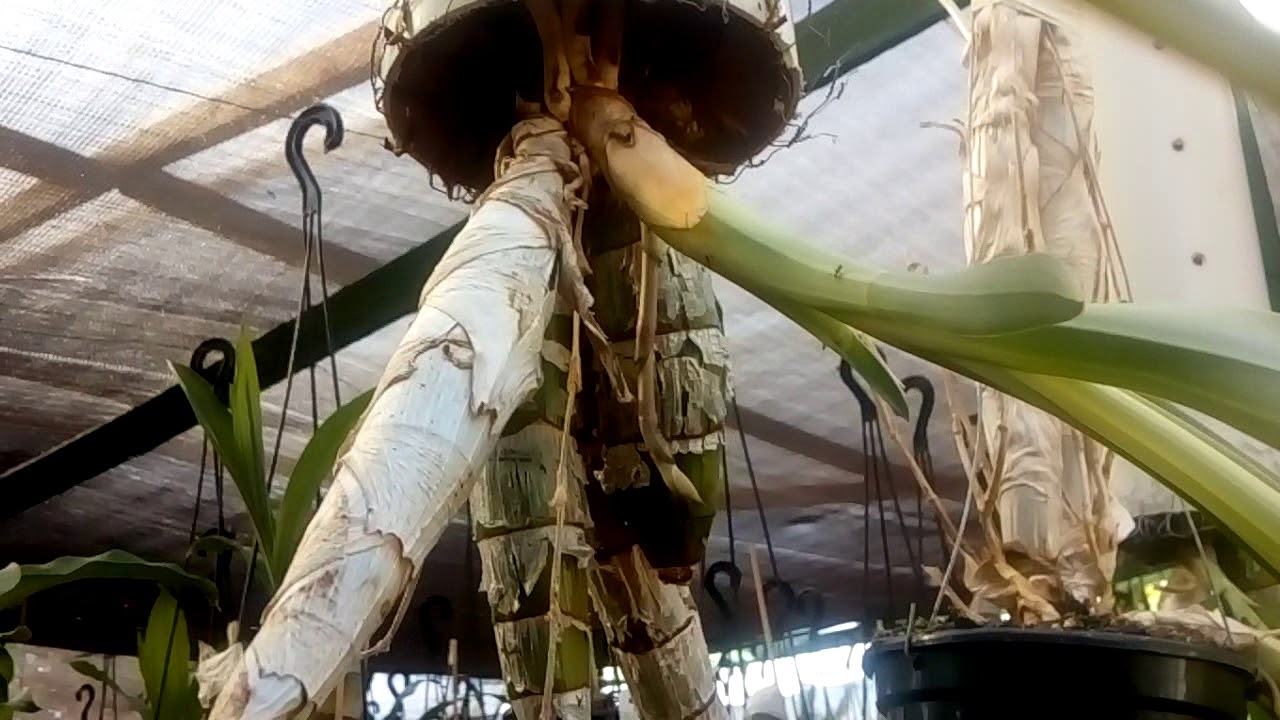 CATASETUM LONGIFOLIUM: IDENTIFICAÇÃO