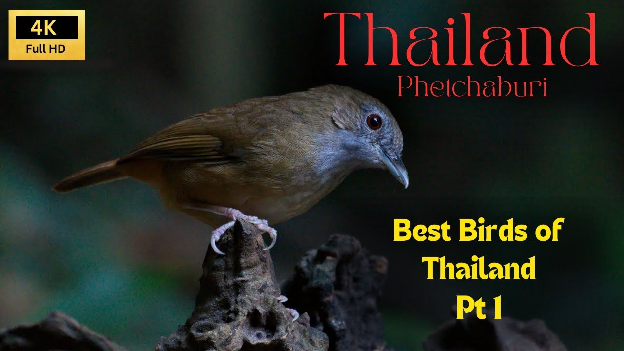 💥Abbot's Babbler. | Birding Thailand | Explore Bird Hide Photography💥