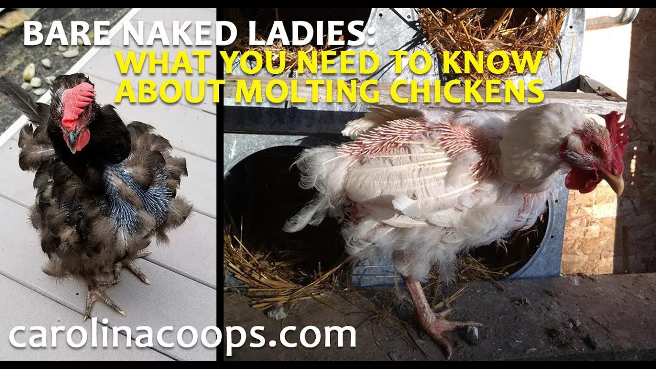 What You Need to Know About Molting Chickens
