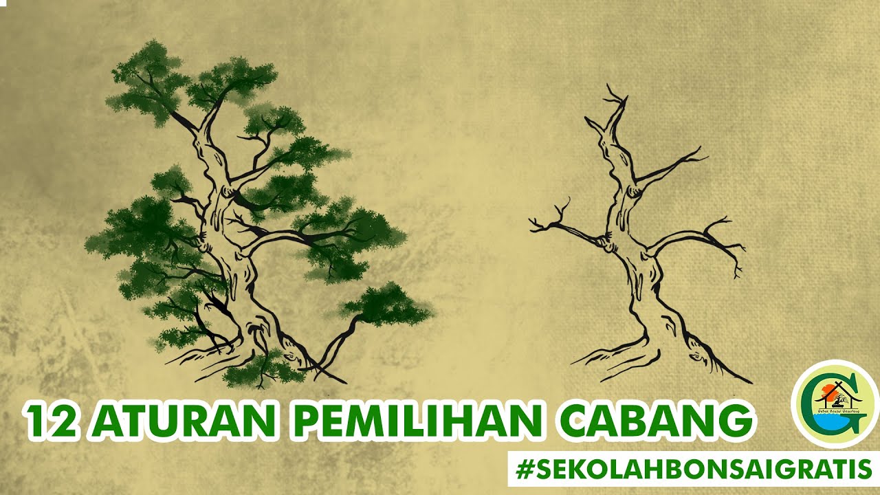 12 ATURAN PEMILIHAN CABANG BONSAI || #SEKOLAHBONSAIGRATIS