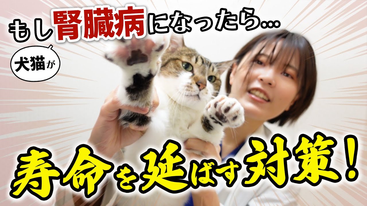 あきらめないで！　腎臓病の犬猫に家でできる寿命を延ばす対策！｜現役獣医師がポイントを解説します
