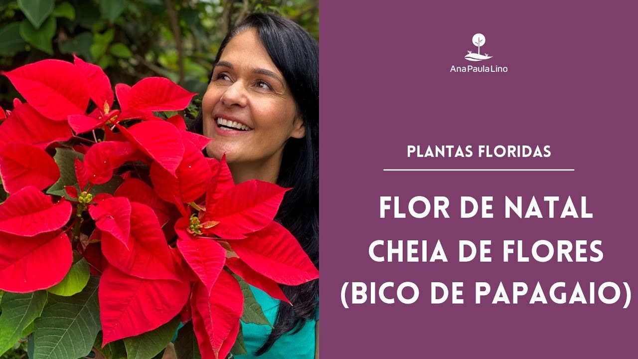 PLANTAS FLORIDAS: Como cuidar e fazer mudas da Flor do Natal (Bico de Papagaio)