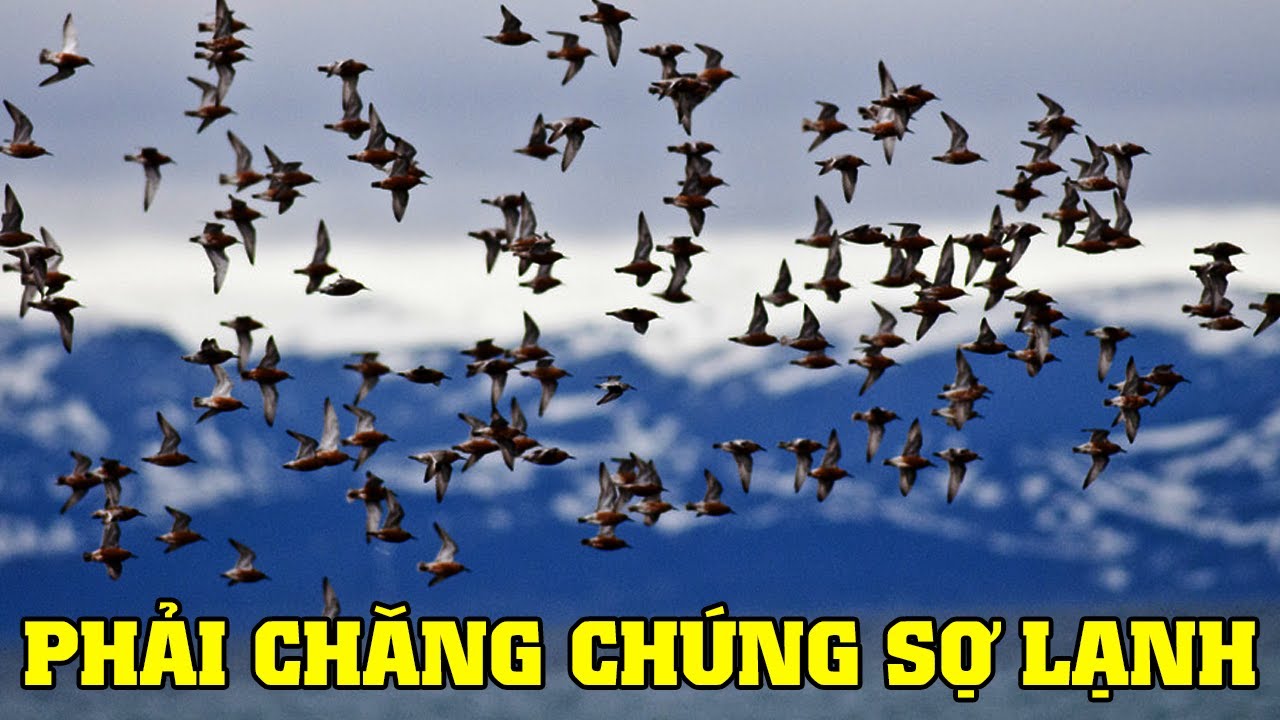 🦢V&igrave; Sao Lo&agrave;i Chim Di Cư | Kh&aacute;m Ph&aacute; Thế Giới Động Vật