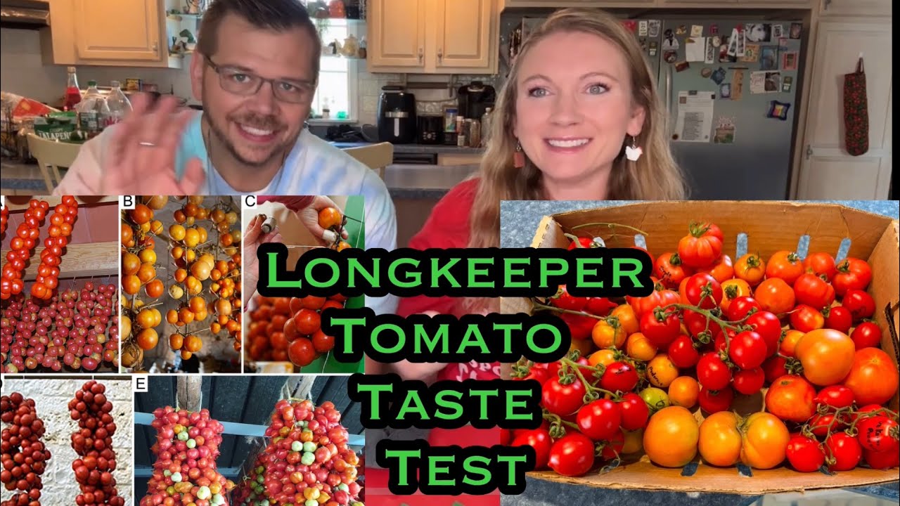 Longkeepers Tomato TASTE TEST2024//TWO months into storing