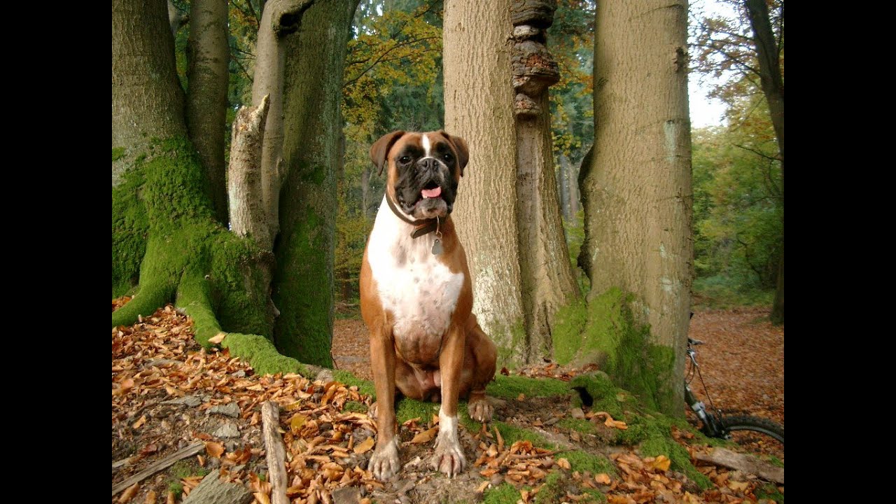 Německý boxer (příběh)