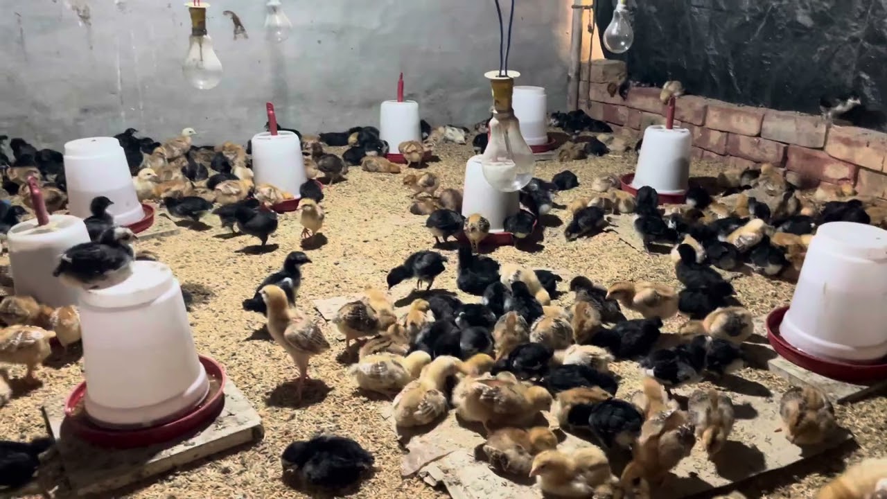ਦੇਸੀ ਪੋਲਟਰੀ ਫਾਰਮ / ਦੇਸੀ ਚੂਚੇ / desi poultry farm / desi chuche / poultry farm Punjab
