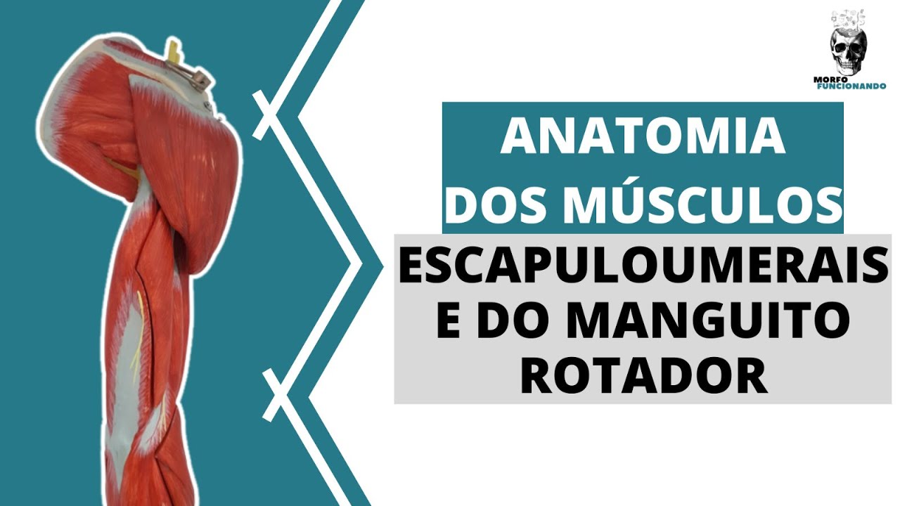 ANATOMIA DOS MÚSCULOS ESCAPULOUMERAIS; inclui MÚSCULOS DO MANGUITO ROTADOR (MEMBRO SUPERIOR)