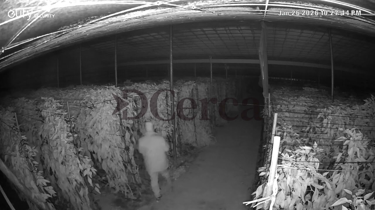Agricultores de El Ejido denuncian asaltos a sus invernaderos para robarles el género