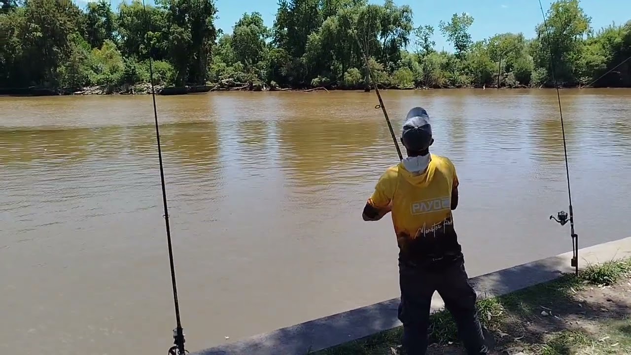 Pesca de Boguitas y Sabalos en la Reserva Natural Rincón de Milbert tigre 