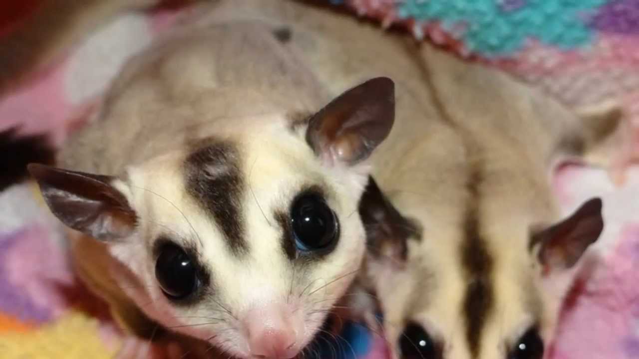 Sugar Glider Colorings Part 1