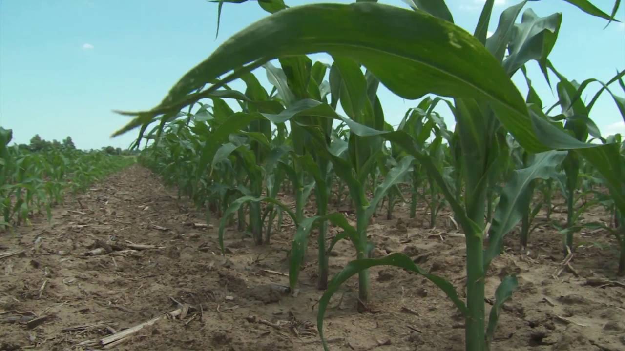 Success in No-Till Weed Control Through Post Herbicides