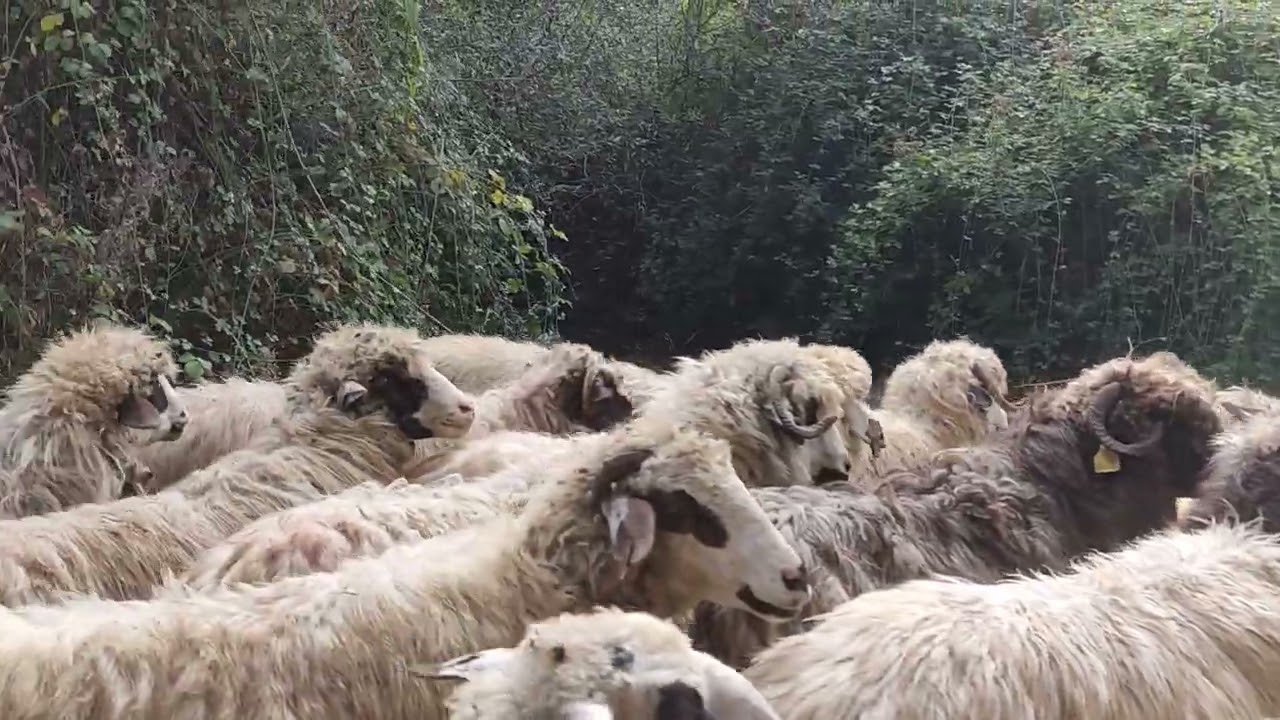 TOKAT ERBAA AKÇA KÖYU KARAYAKA KOYUNU