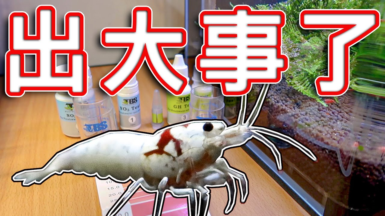 【水晶蝦】蝦子GG了│缸子出問題或只是個案?│褐藻爆發│水質檢測│Crystal shrimp│shrimp