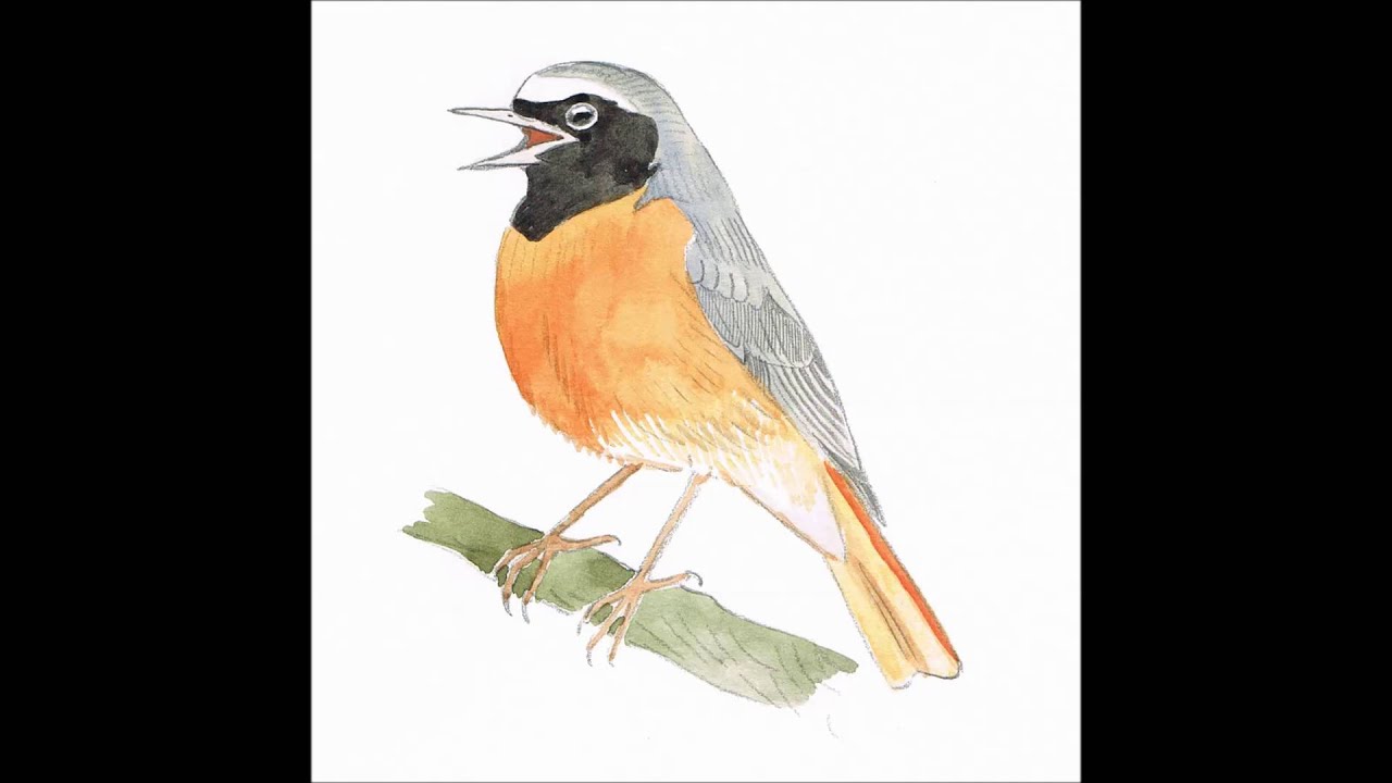 APPRENDRE LES CHANTS D'OISEAUX - 24: Le Rougequeue &agrave; front blanc