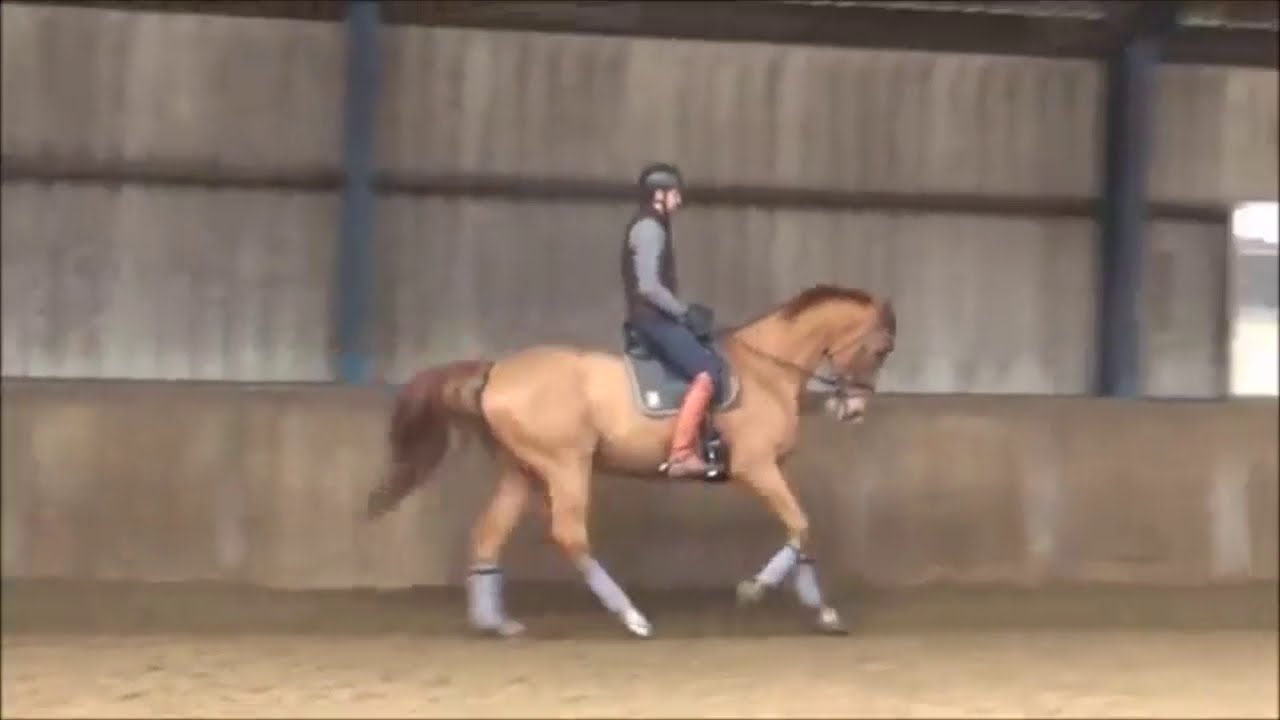 Overgangen rijden | Dressuurstal Bloem
