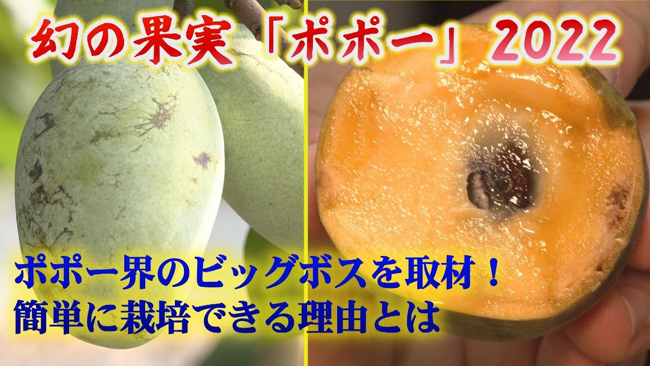 【ポポーを作るなら必見】全て教えちゃいます！徳島県上板町で、ポポー作りの名人と呼ばれる岩崎英昭さんを今年も取材！大きくて甘くて美味しい、ポポーを作る秘訣！