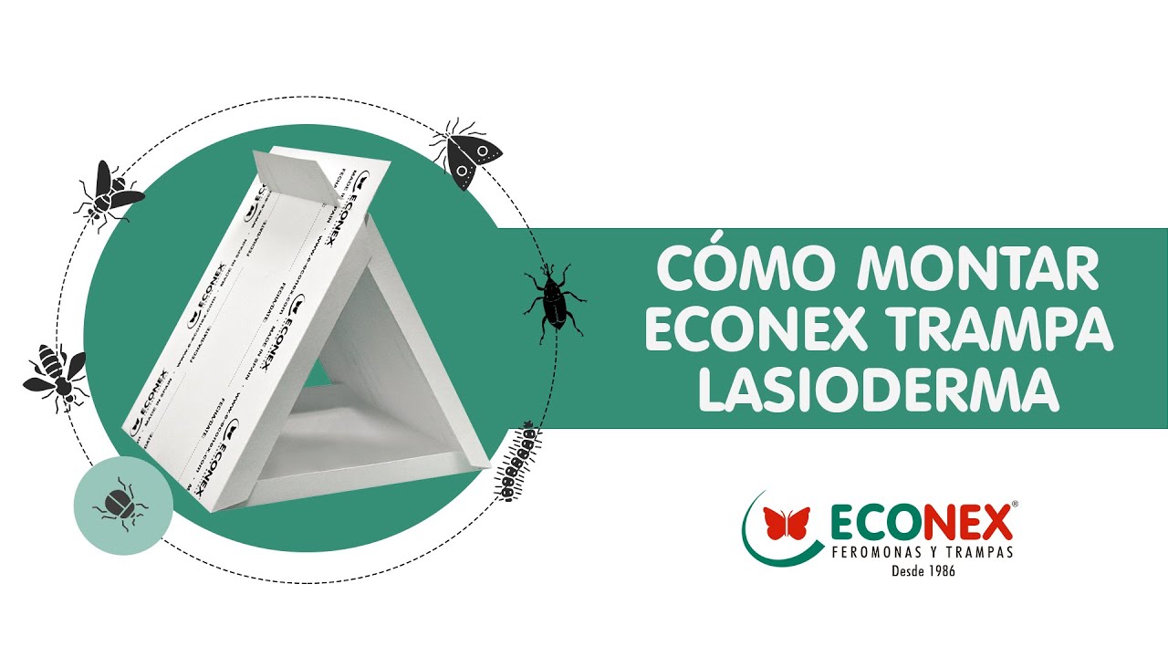 MONTAJE ECONEX TRAMPA LASIODERMA  - CAPTURA DEL ESCARABAJO DEL TABACO