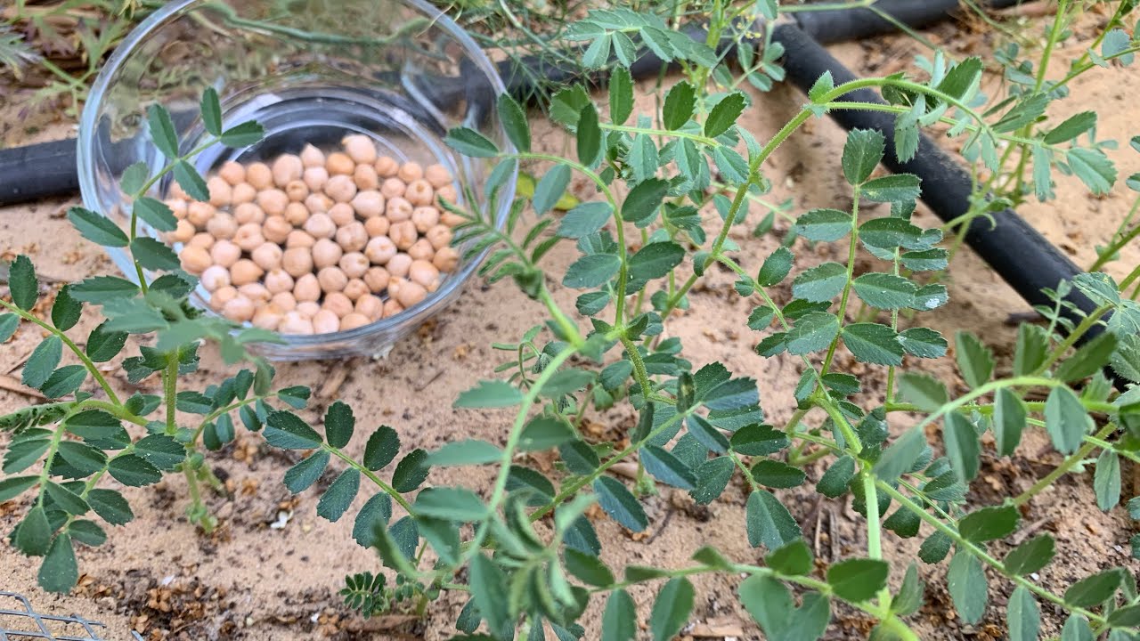 زراعة الحمص في المنزل