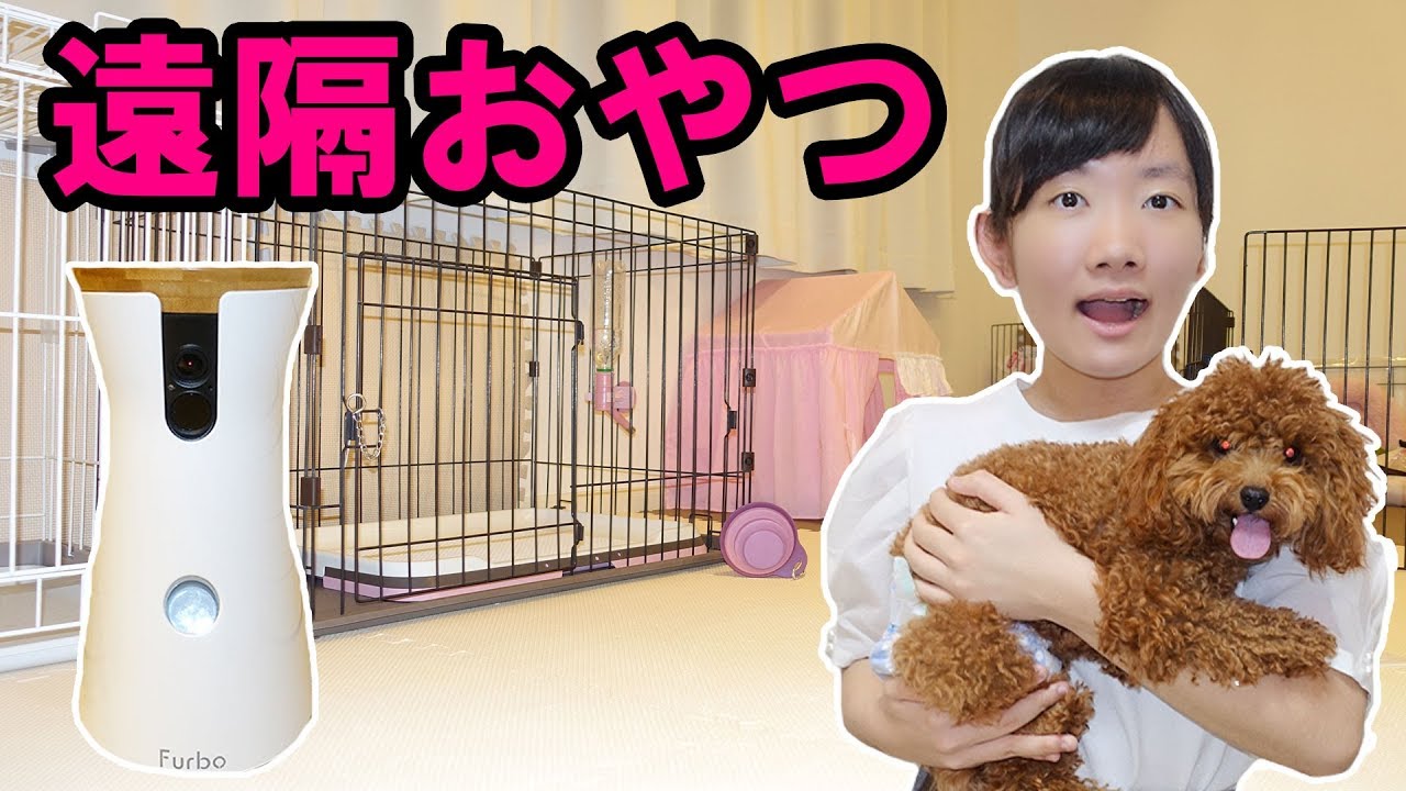 ★こちょにFurbo(ファーボ)ドッグカメラでおやつをあげたよ♪～遠隔でおやつをあげてみた♪～★