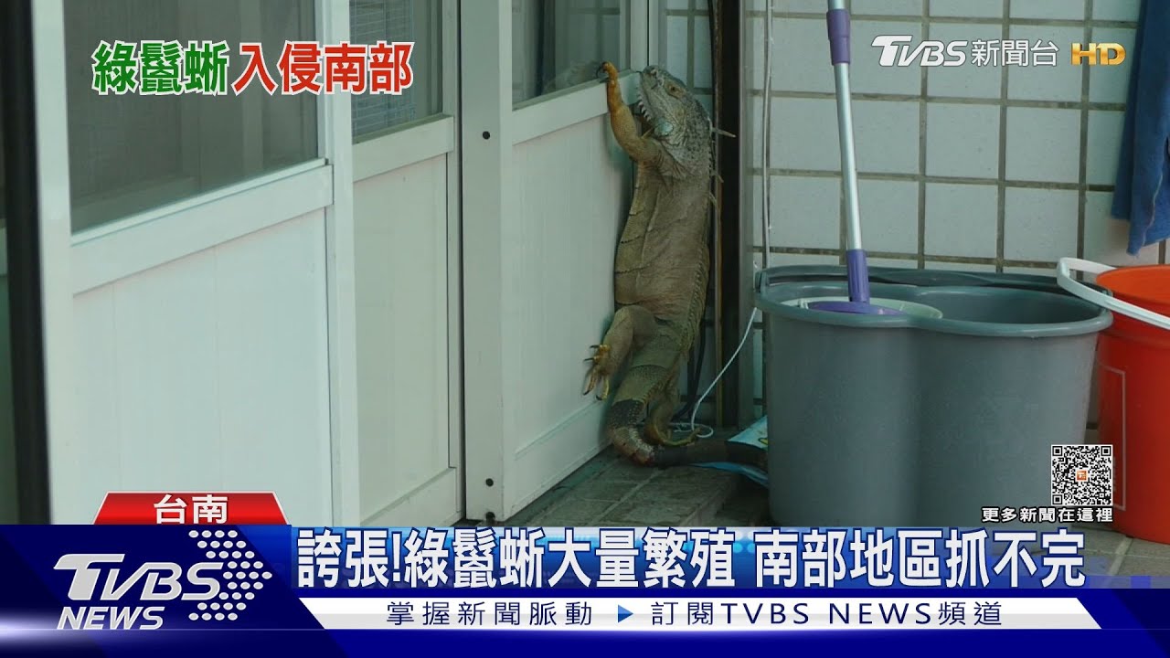 多到爆! 綠鬣蜥大軍入侵南部 最扯一晚抓400隻｜十點不一樣20230710 