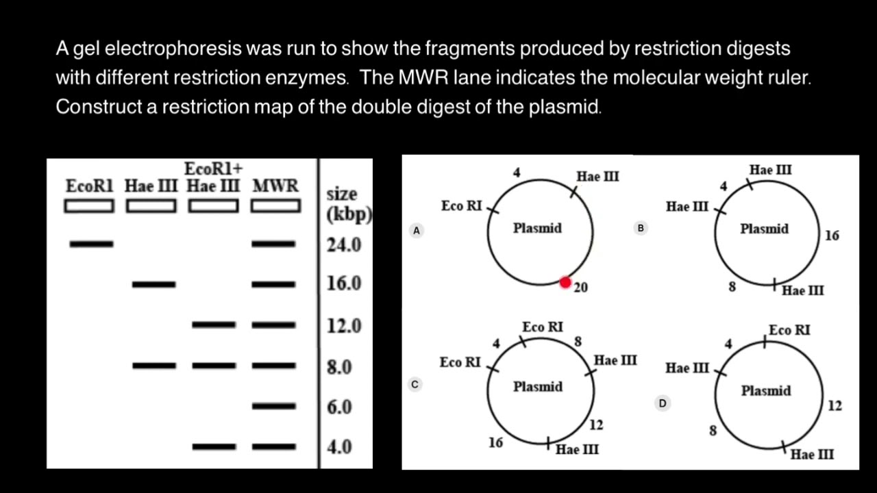 Mapping of Restriction Sites on Plasmid DNA