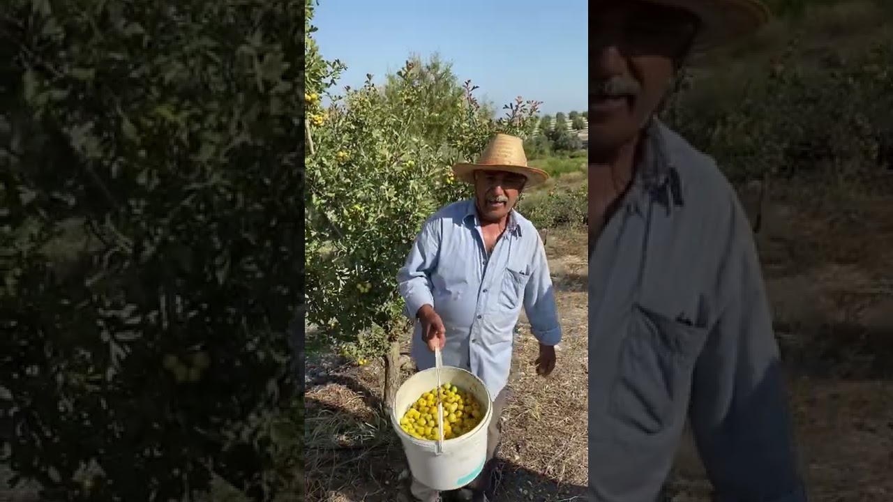Alıç Meyvesi Üreticiliği