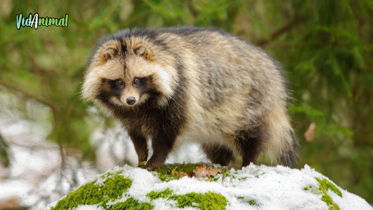 EL TANUKI: El Animal Más Enigmático de Japón