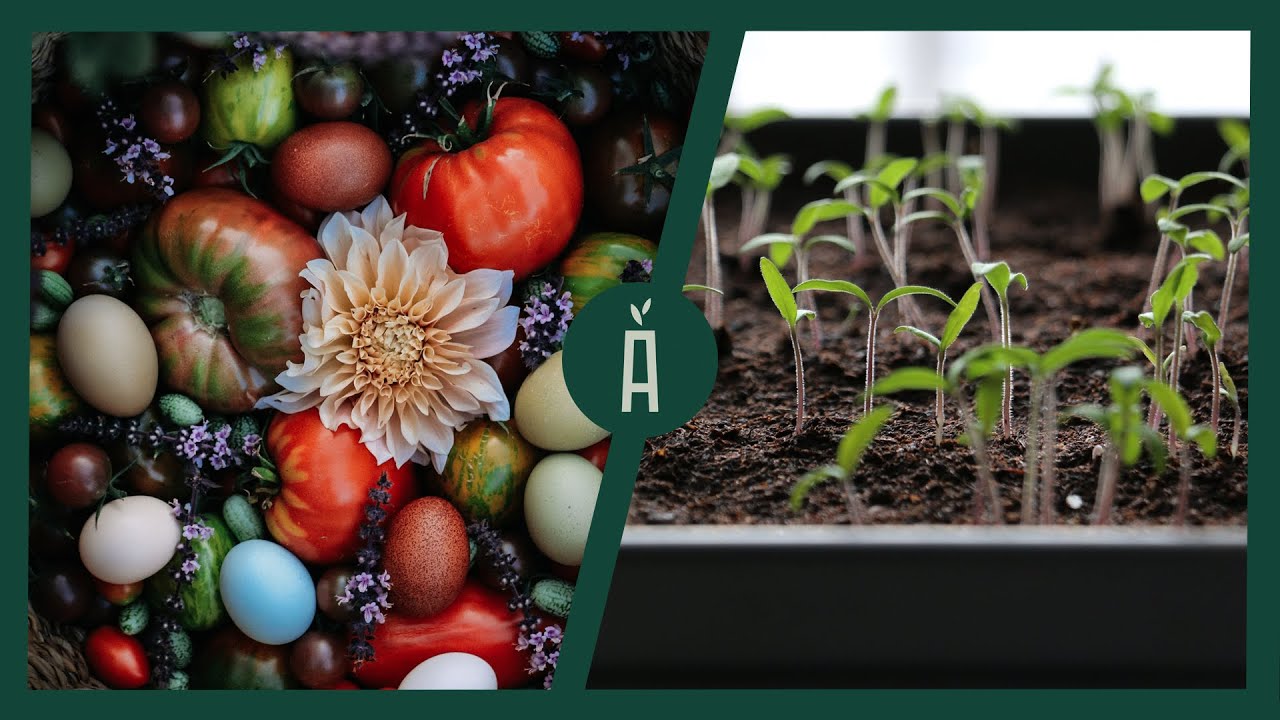 Tomaten zaaien in maart: dit moet je weten voor een geslaagde oogst I Angelo Dorny