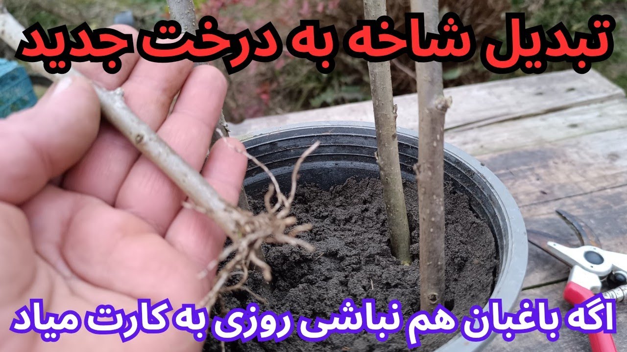چطوری از شاخه های درخت خرمالو قلمه بزنیم و نهال تولید کنیم