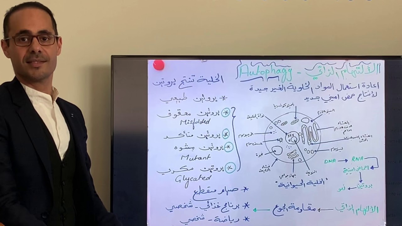 الالتهام الذاتي للخلايا والصيام المتقطع