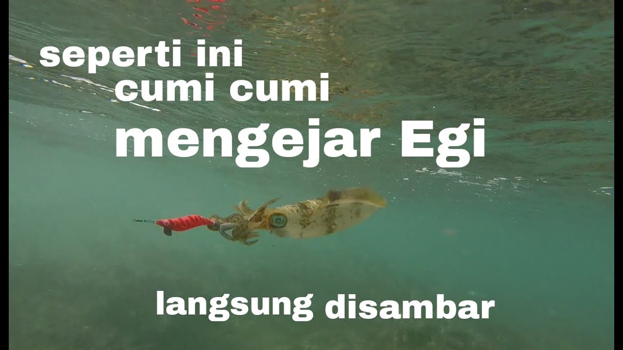 TEHNIK TERBAIK MANCING CUMI || KALIAN HARUS TAU🔥🔥