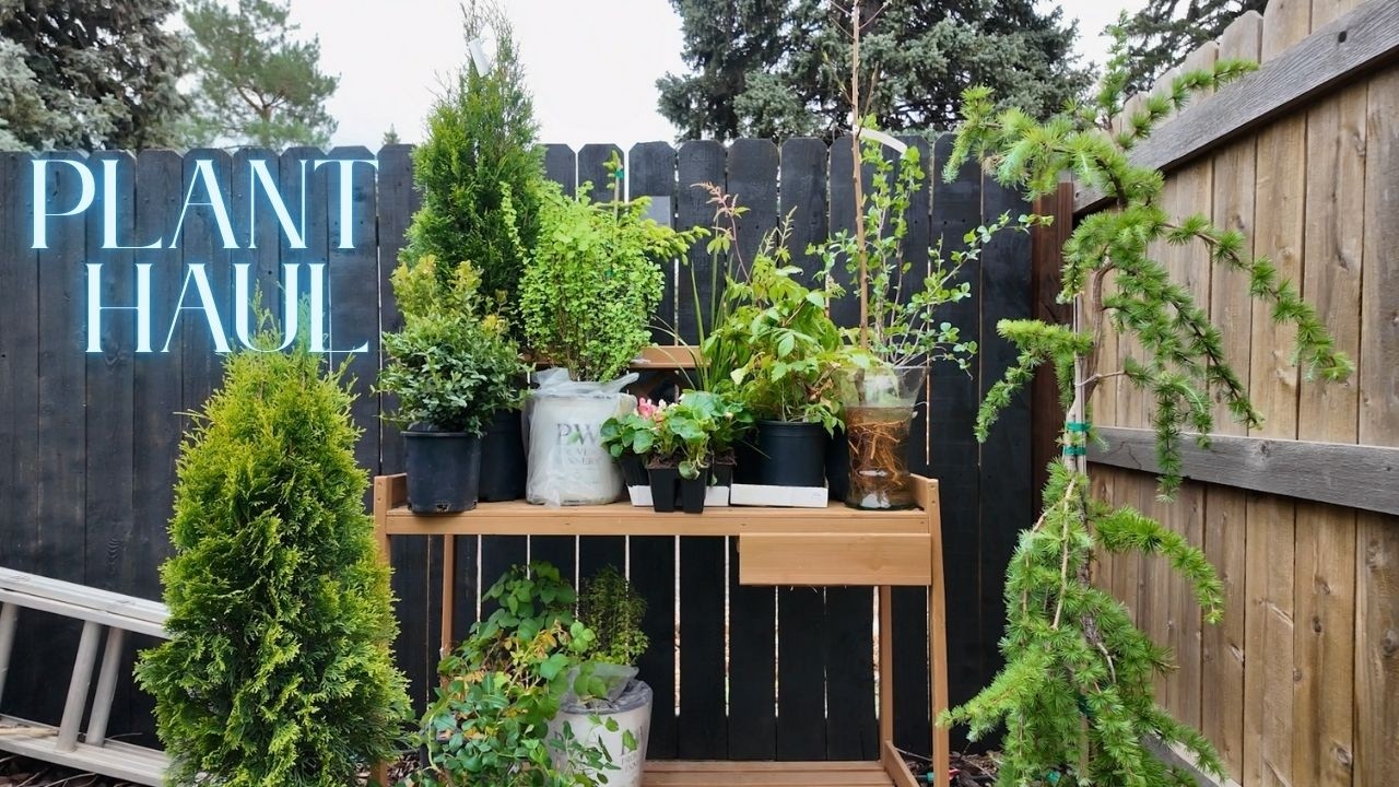 I've Been Hoarding Plants! It's Time for a Plant Haul 🌲🌸🍒