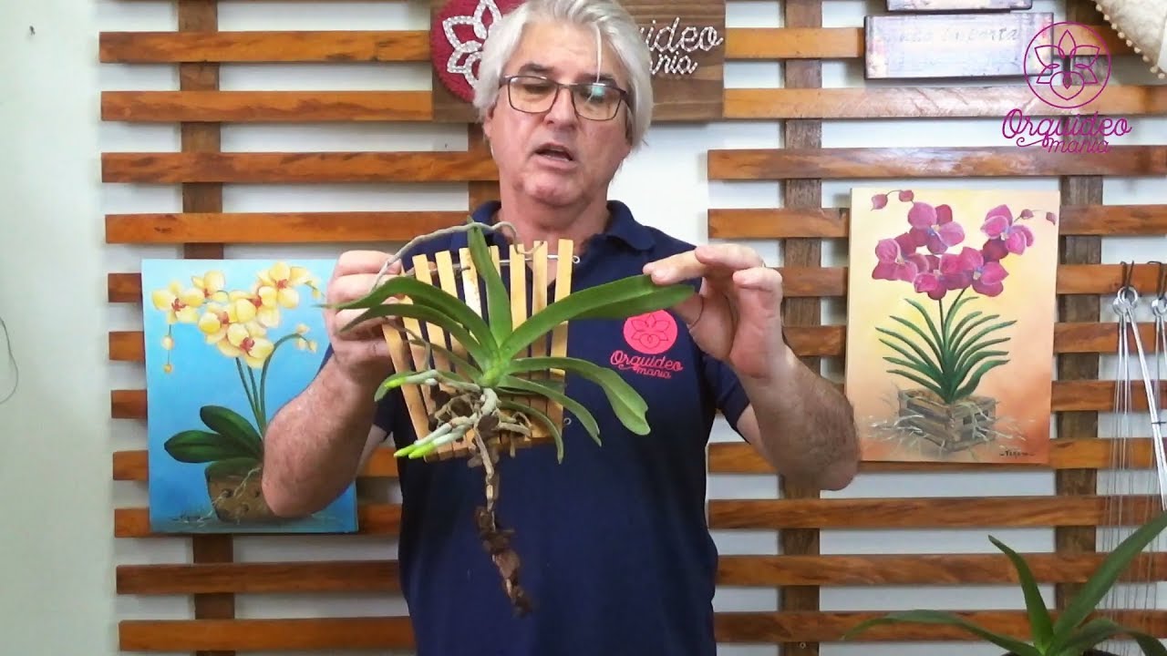 Segredo do cultivo de Rhynchontilis