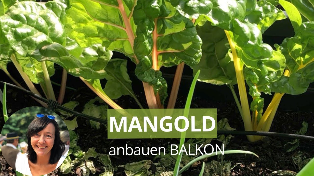 Einfach & Ertragreich: Mangold im Topf/Balkon-Hochbeet anbauen - die wichtigsten Tipps