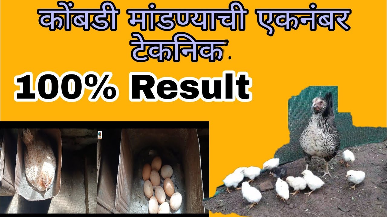 ह्या पध्दतीने कोंबडी मांडा 100% सगळी पिल्ले निघतील.( kukut palan).