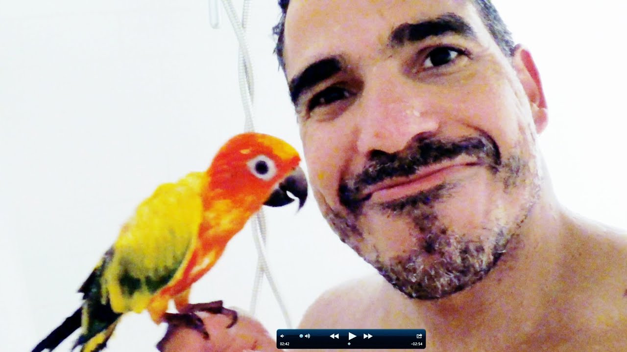 Sun Conure Takes A Shower