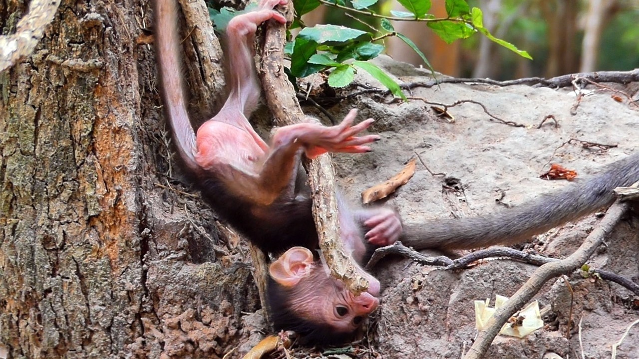 A Cute Baby Monkey Crawling Upside-Down Confidently Beside His Mom
